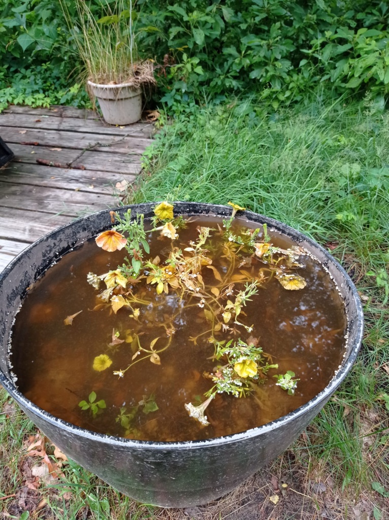 Spēcīgas nakts lietusgāzes sekas puķupodā. Gunas Dancītes foto.